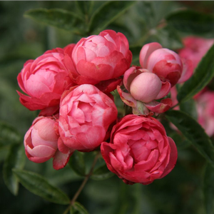 Карминно-красная - Полиантовая роза 